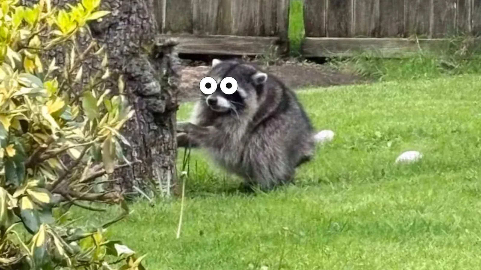 Jimothy the raccoon with a pair of googly eyes